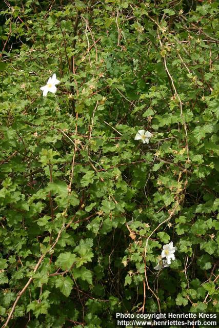 Photo: Rubus deliciosus 3.