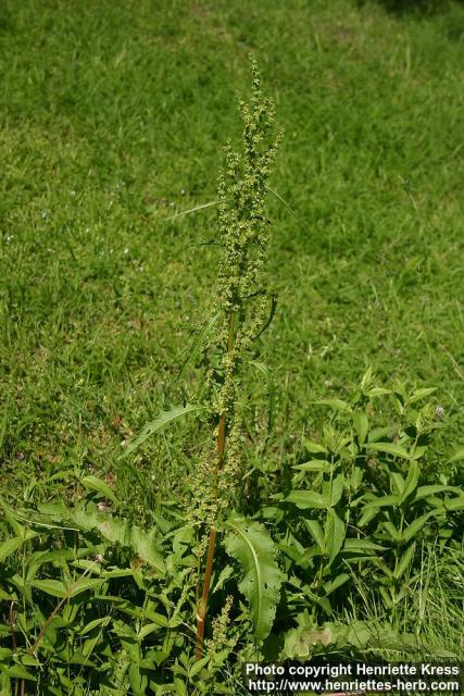 Photo: Rumex longifolius 5.