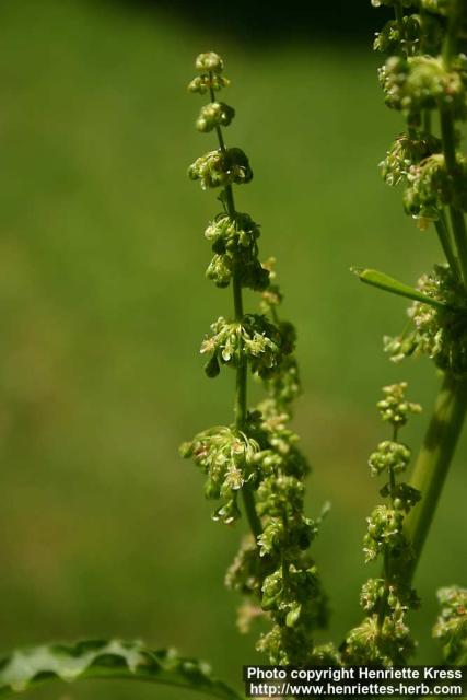 Photo: Rumex longifolius 6.