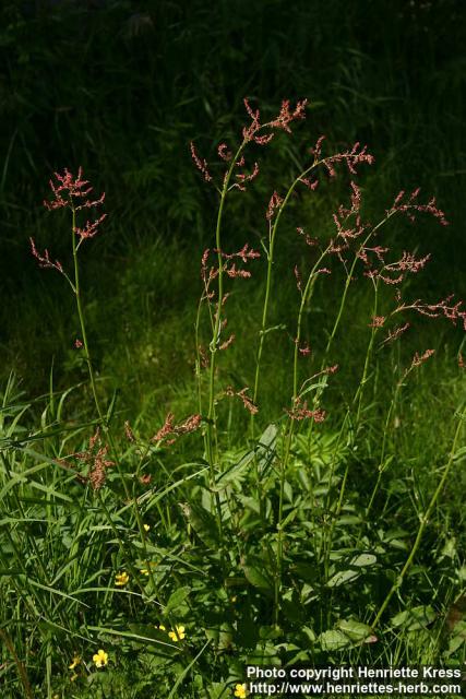 Photo: Rumex acetosa 2.