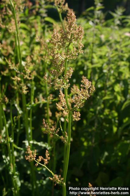 Photo: Rumex rugosus 1.