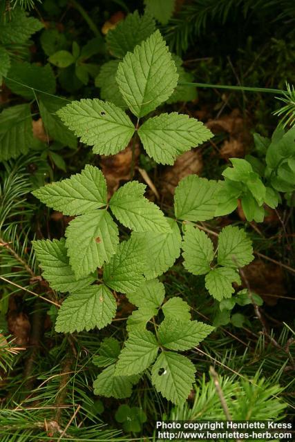 Photo: Rubus saxatilis 6.