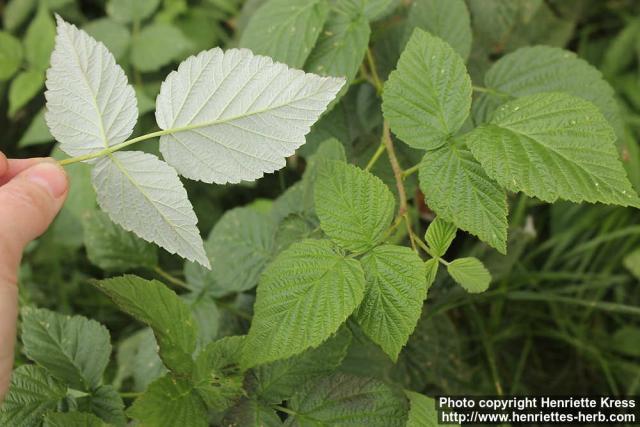 Photo: Rubus idaeus 12.