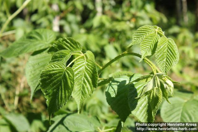 Photo: Rubus fruticosus 3.