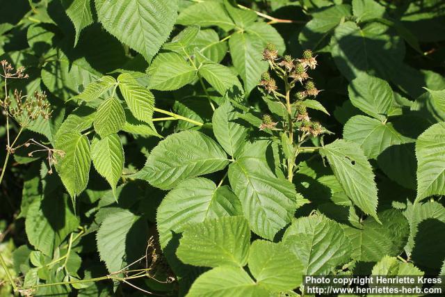 Photo: Rubus fruticosus 4.