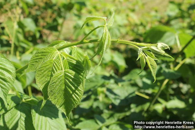 Photo: Rubus fruticosus 5.