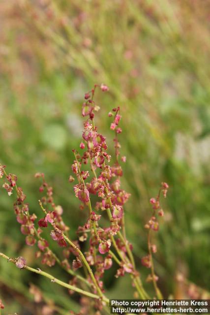 Photo: Rumex scutatus 4.