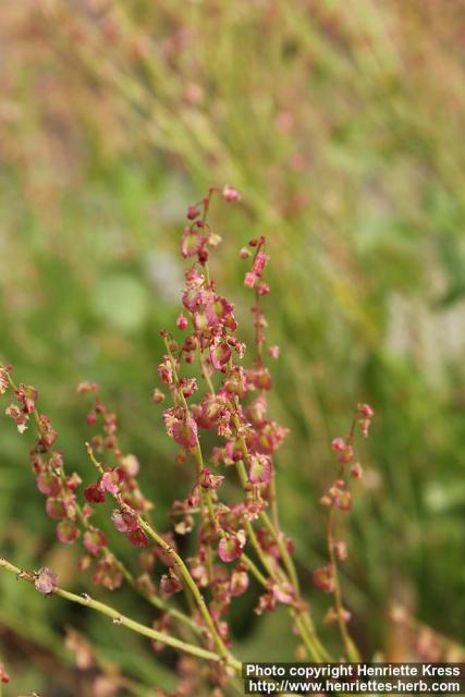 Photo: Rumex scutatus 4.