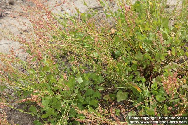 Photo: Rumex scutatus 5.