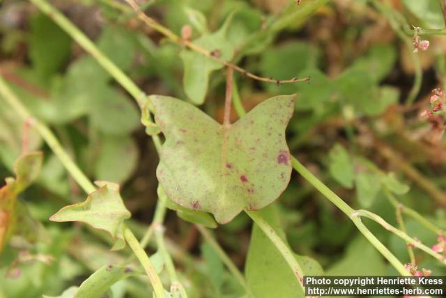 Photo: Rumex scutatus 6.