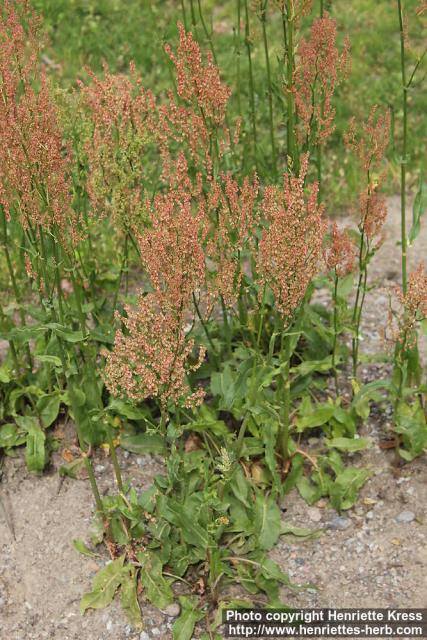 Photo: Rumex thyrsiflorus 0.