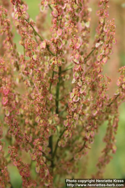 Photo: Rumex thyrsiflorus 1.