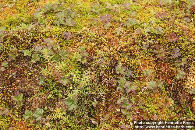 Photo: Rubus chamaemorus 8.