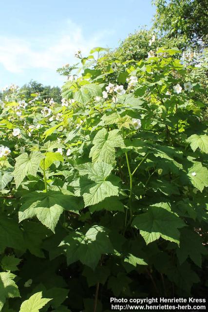 Photo: Rubus parviflorus 8.