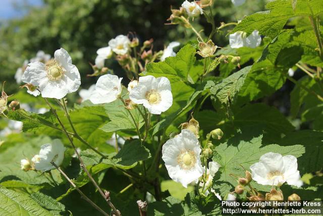 Photo: Rubus parviflorus 9.