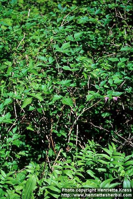 Photo: Rubus spectabilis.