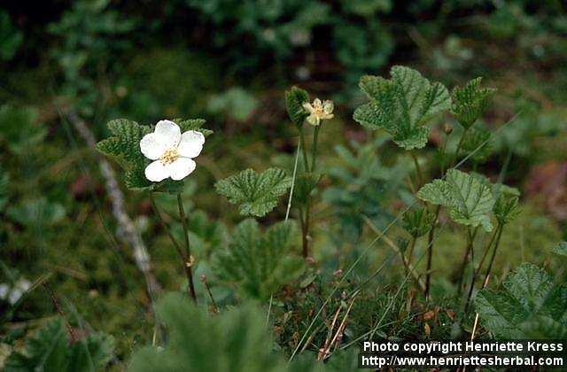 Photo: Rubus chamaemorus 4.