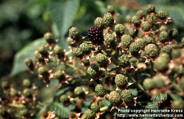 Photo: Rubus allegheniensis 1.