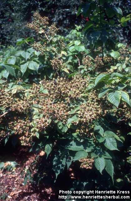 Photo: Rubus allegheniensis.