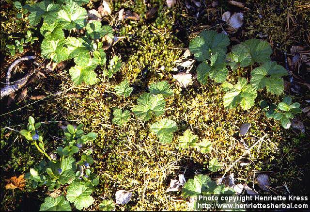 Photo: Rubus chamaemorus.