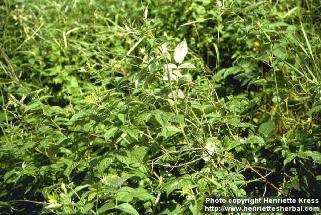 Photo: Rubus idaeus 1.