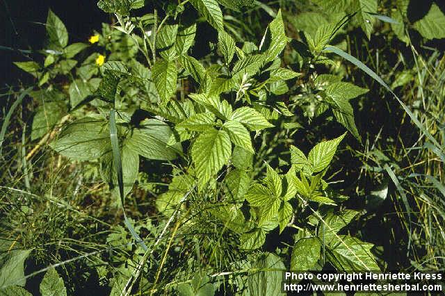 Photo: Rubus idaeus.