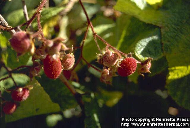 Photo: Rubus odoratus 1.