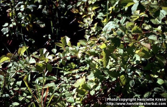 Photo: Rubus parvifolius 1.