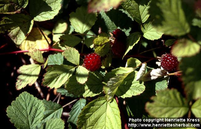 Photo: Rubus parvifolius.