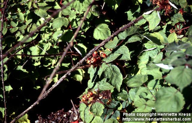 Photo: Rubus phoenicolasius 1.