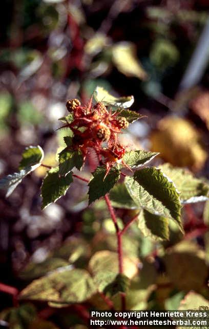 Photo: Rubus phoenicolasius.