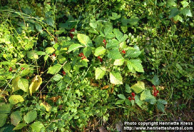 Photo: Rubus saxatilis 3.