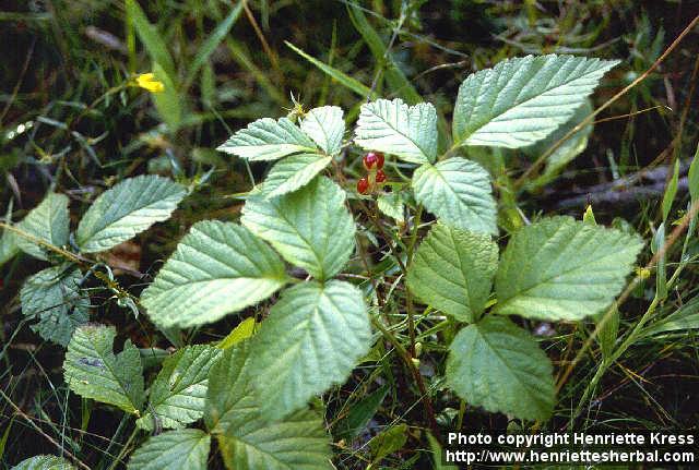 Photo: Rubus saxatilis.