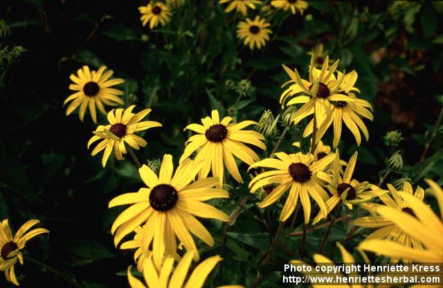 Photo: Rudbeckia fulgida 2.