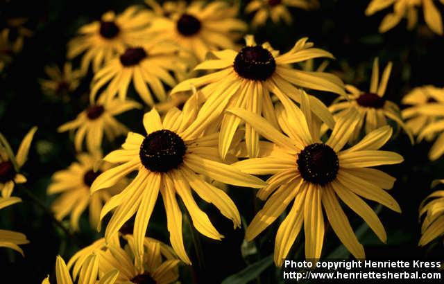 Photo: Rudbeckia fulgida 3.