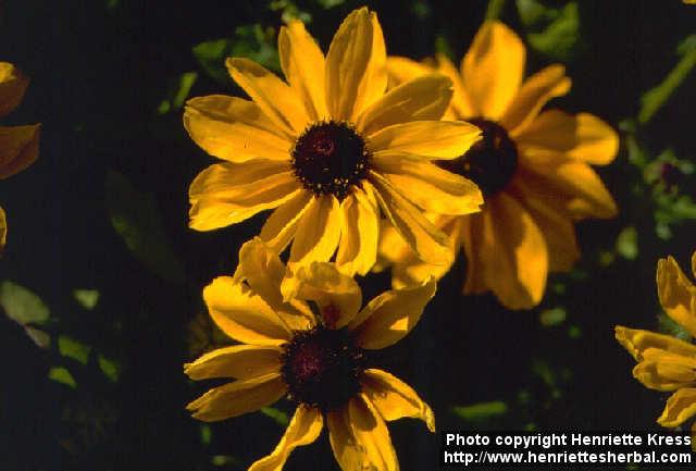 Photo: Rudbeckia hirta 1.