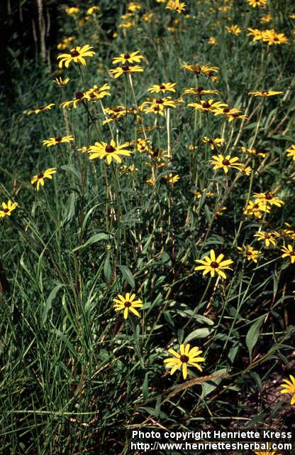 Photo: Rudbeckia hirta 2.