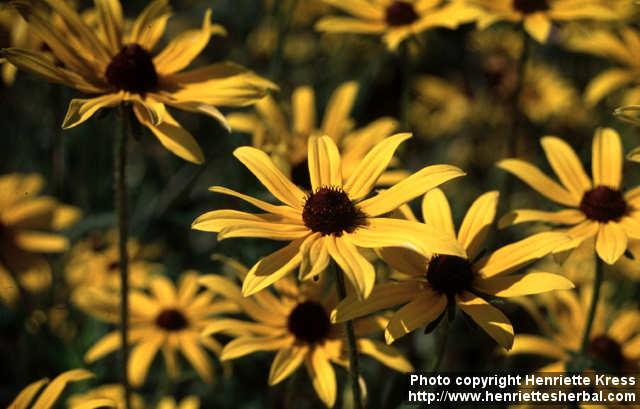 Photo: Rudbeckia hirta 3.