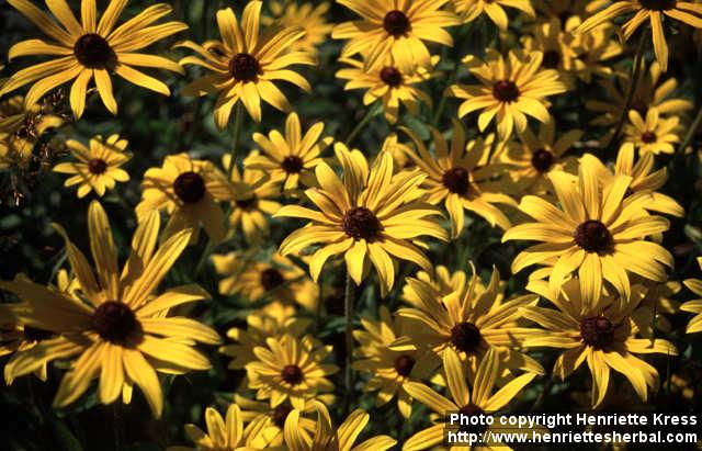 Photo: Rudbeckia hirta 4.