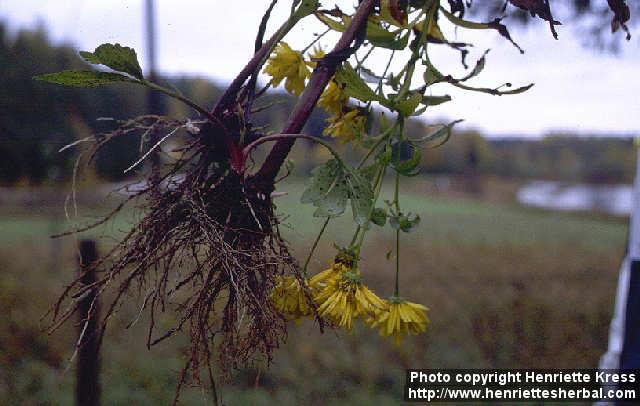 Photo: Rudbeckia laciniata 2.