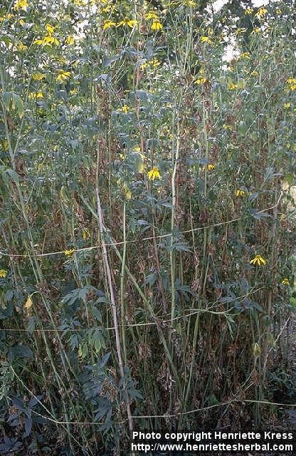 Photo: Rudbeckia laciniata.