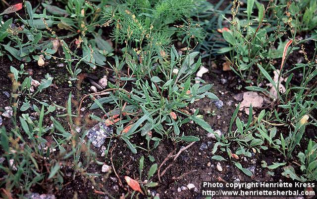 Photo: Rumex acetosella.