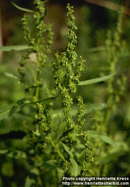 Photo: Rumex japonicus 1.