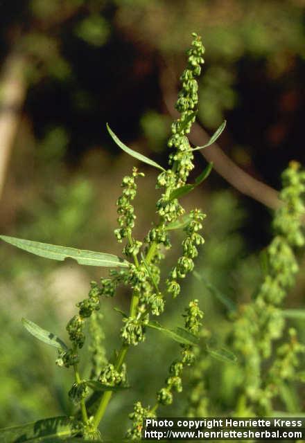 Photo: Rumex japonicus 2.