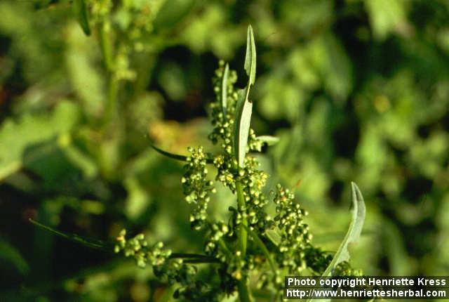 Photo: Rumex japonicus 3.