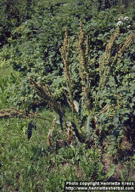 Photo: Rumex longifolius.