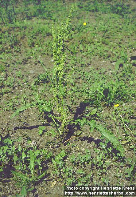 Photo: Rumex.