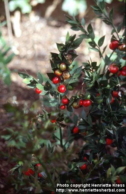 Photo: Ruscus aculeatus.