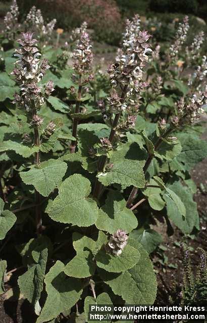 Photo: Salvia sclarea.