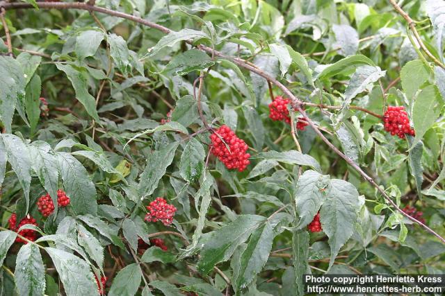 Photo: Sambucus racemosa 9.